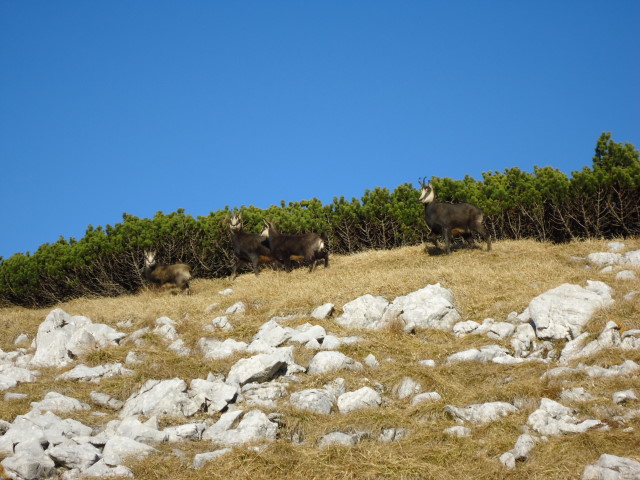Foto: Günter Siegl / Wandertour / Überschreitung des Sengsengebirges von Windischgarsten nach Klaus / 22.11.2011 17:13:08
