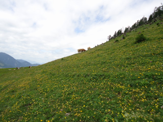 Foto: Günter Siegl / Wandertour / Großes Maiereck - Rundwanderung / 01.07.2012 12:46:31