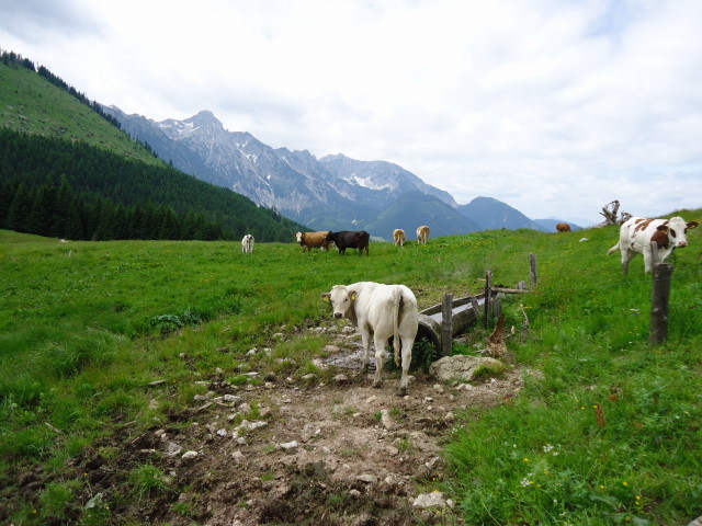 Foto: Günter Siegl / Wandertour / Großes Maiereck - Rundwanderung / 01.07.2012 12:46:20