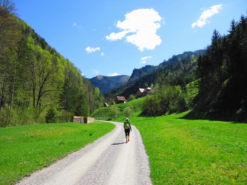 Foto: Günter Siegl / Wandertour / Gschwendtalm und Brunnbacher Gamsstein / Brunnbachtal - alternativer, markierter Weg zur / von der Gschwendtalm / 26.04.2014 12:58:54