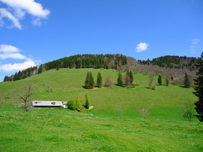 Foto: Günter Siegl / Wandertour / Gschwendtalm und Brunnbacher Gamsstein / Gschwendtalm / 26.04.2014 12:59:31