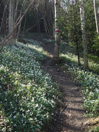 Foto: Wolfgang Dröthandl / Wandertour / Gföhlberg - zweithöchster Gipfel des Wienerwaldes / Im Frühling durch ein Schneeglöckchenmeer zum höchsten Punkt! / 03.04.2017 09:25:36