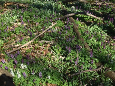 Foto: Wolfgang Dröthandl / Wandertour / Gföhlberg - zweithöchster Gipfel des Wienerwaldes / Hohler Lerchensporn am Gipfel / 03.04.2017 09:24:21