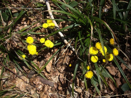 Foto: Wolfgang Dröthandl / Wandertour / Gföhlberg - zweithöchster Gipfel des Wienerwaldes / Huflattich / 03.04.2017 09:23:54