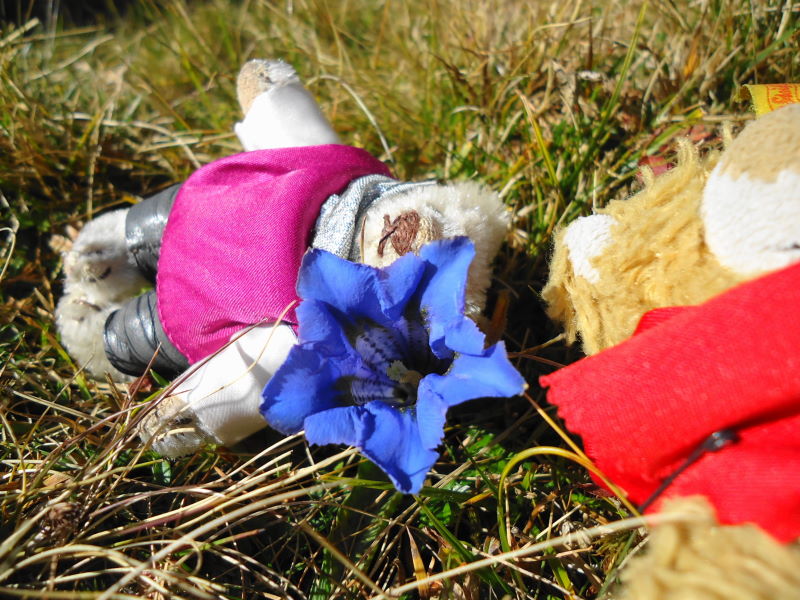 Foto: Günter Siegl / Wandertour / Kruckenspitze, 1886 m / November-Enzian / 06.11.2014 19:34:25