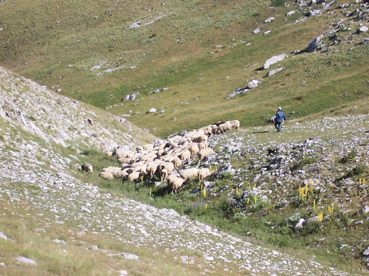 Foto: Datzberger Hans / Wandertour / Astraka und Gamila im Timfi-Gebirge / Schafherden auf der Astraka / 08.11.2007 17:30:45