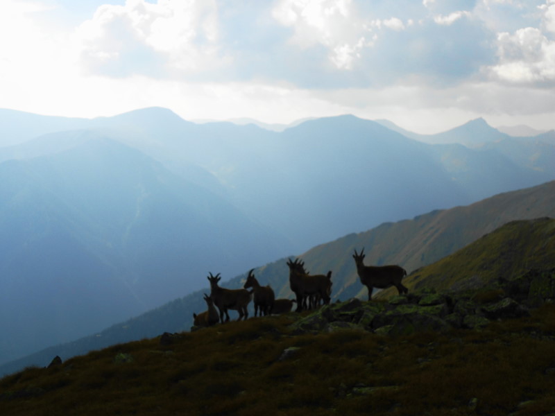 Foto: Günter Siegl / Wander Tour / Durch den Brandstätter Graben auf den Maierangerkogel (2356m) / 30.09.2016 18:14:45