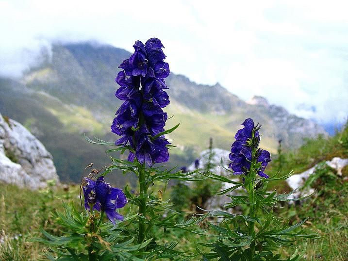 Foto: Andreas Koller / Klettersteigtour / Via Sartor auf den Hochweißstein / Monte Peralba (2694m) / Schöne Vegetation / 10.09.2008 00:10:16