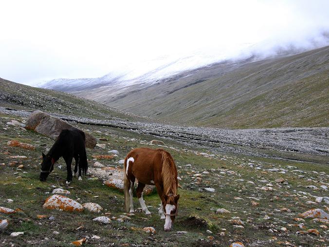Foto: Andreas Koller / Wander Tour / Von Tachuntse auf den Nimaling Ri (5648m) / Neuschnee im Hochtal von Nimaling / 14.09.2008 00:21:54