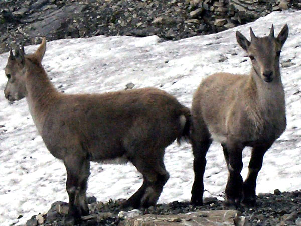 Foto: Datzi / Wandertour / Rundtour im Gr. Walsertal auf die Rote Wand ( Biwak ) / Junge Steinböcke beim Anstieg zur Roten Wand / 06.12.2008 18:38:23