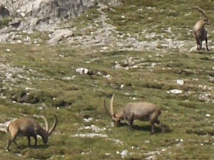 Foto: Datzi / Wandertour / Rundtour im Gr. Walsertal auf die Rote Wand ( Biwak ) / Steinböcke auf der Göppingerhütte / 06.12.2008 18:40:03