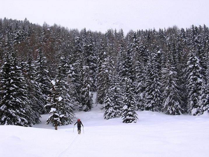 Foto: Andreas Koller / Skitour / Aus dem Val Müstair auf den Piz Dora (2951m) / Querung der großen Waldlichtung / 23.12.2008 16:15:47