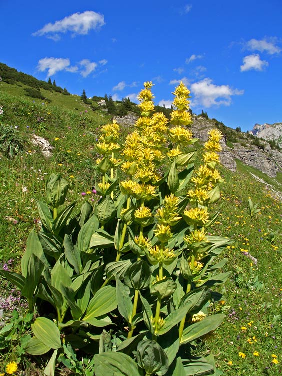 Foto: vince 51 / Wandertour / von der Formarinalpe auf die Rote Wand / Gelber Enzian, aus dessen Wurzel der Schnaps hergestellt wird / 18.07.2009 23:24:28