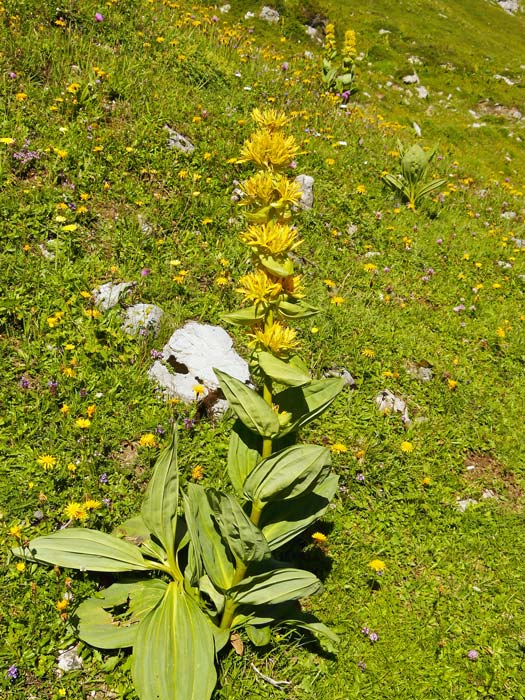 Foto: vince 51 / Wandertour / von der Formarinalpe auf die Rote Wand / Gelber Enzian / 18.07.2009 23:25:01