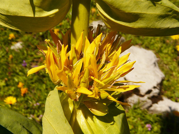 Foto: vince 51 / Wandertour / von der Formarinalpe auf die Rote Wand / Blüte Gelber Enzian / 18.07.2009 23:25:30