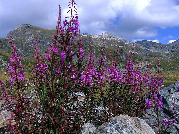 Foto: Andreas Koller / Wandertour / Bella Tola - Aussichtsbalkon der Walliser Alpen (3026 m) / 05.09.2009 18:38:59