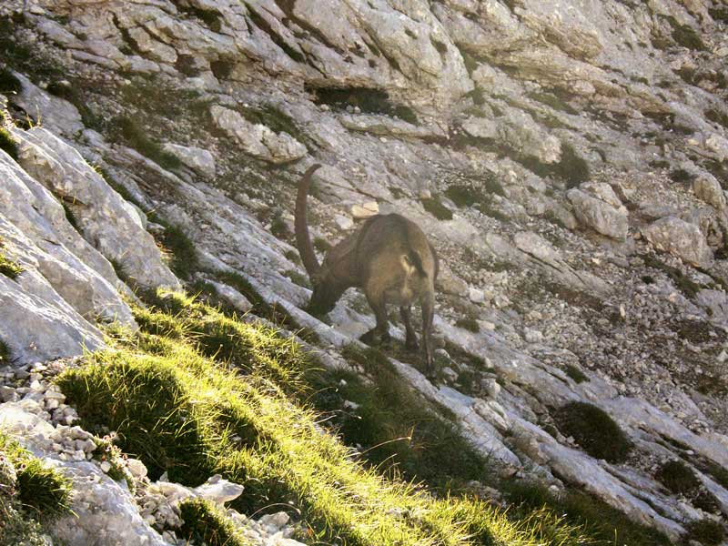 Foto: Datzi / Wandertour / 4-Tages Biwakrundtour in den Julischen Alpen mit 3.Gipfelanstiegen (Triglav-Razor-Skrlatica) mit Klettersteig C-D / Ein Steinbock beim Abstieg vom Razor / 05.09.2009 09:31:57
