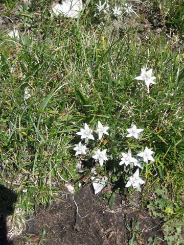 Foto: Wolfgang Lauschensky / Wandertour / Cmir (2393m) / slowenische Gänseblümchen (Leontopodium alpinum) / 17.10.2009 18:39:19