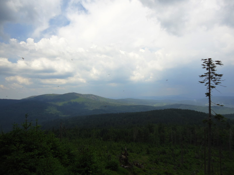 Foto: Günter Siegl / Wandertour / Gipfel-Ge(h)nussweg / Blick zum Plöckenstein / 04.07.2017 21:38:14