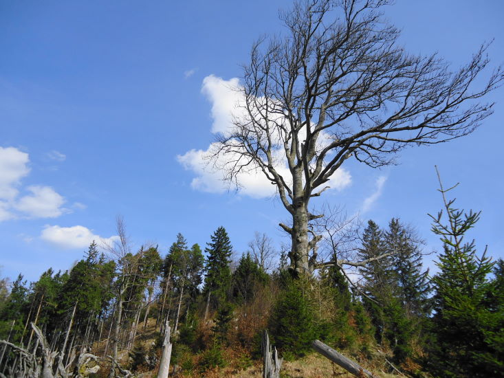 Foto: Günter Siegl / Wandertour / Oberösterreichwanderung zu niederösterreichischen Tausendern / 06.04.2014 12:41:27