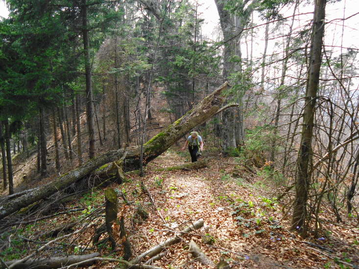 Foto: Günter Siegl / Wandertour / Oberösterreichwanderung zu niederösterreichischen Tausendern / 06.04.2014 12:41:46
