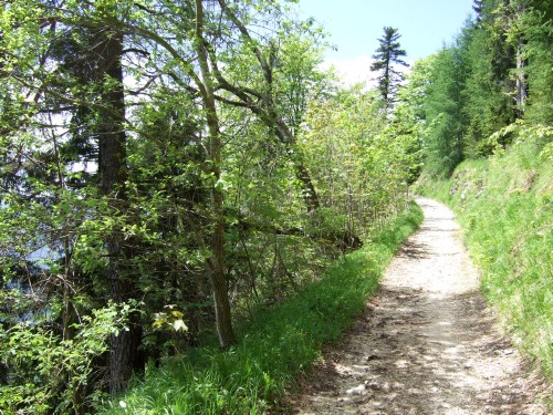 Foto: hofchri / Mountainbiketour / Rund um den Hochgern über Jochbergalm (1270 m) / 23.06.2010 20:22:55