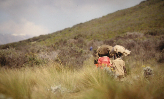 Foto: Wolfgang Lauschensky / Wandertour / Uhuru Peak 5895m ( Kilimanjaro oder Kilimandscharo ) Marangu-Route / Heidelandschaft / 18.08.2010 18:05:23