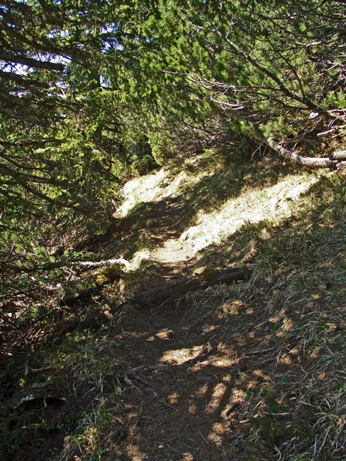 Foto: vince 51 / Wandertour / von Gaflei auf die Alpspitze / auf dem Weg durch das Latschendickicht zur Helawangspitze / 26.04.2011 22:38:54