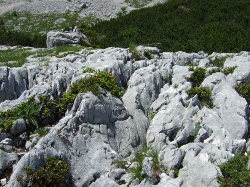 Foto: hofchri / Wandertour / Stadelhorn (2286 m) – Runde Böselsteig (B) und Schaflsteig / Weg auf Schrofen / 25.06.2011 18:10:03