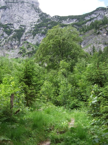 Foto: hofchri / Wandertour / Stadelhorn (2286 m) – Runde Böselsteig (B) und Schaflsteig / durchs Gestrüpp / 25.06.2011 18:07:27