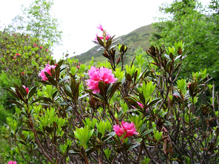 Foto: Andreas Koller / Wandertour / Zum Aussichtspunkt Plangerosskopf (3053m) / 28.06.2011 19:50:27