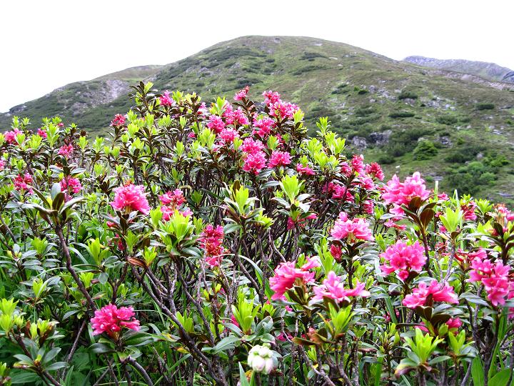 Foto: Andreas Koller / Wandertour / Zum Aussichtspunkt Plangerosskopf (3053m) / 28.06.2011 19:50:08