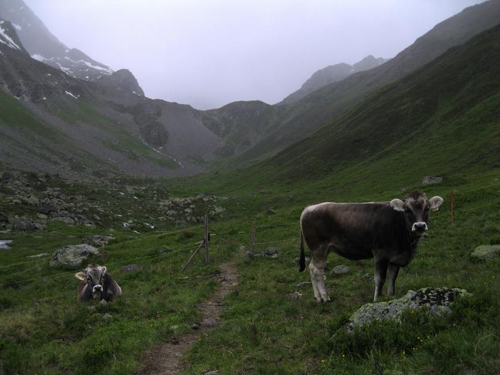 Foto: Andreas Koller / Wandertour / Zum Aussichtspunkt Plangerosskopf (3053m) / 28.06.2011 19:49:38