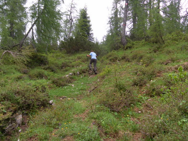 Foto: Wolfgang Lauschensky / Wandertour / Monte Pena oder Penna 2196m / wenig ausgeprägter Waldpfad / 02.07.2011 16:27:33