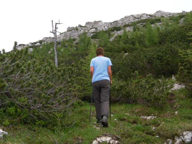 Foto: Wolfgang Lauschensky / Wandertour / Monte Pena oder Penna 2196m / dichte Latschenzone vor dem Gipfelfels / 02.07.2011 16:25:51