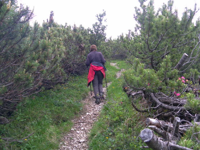 Foto: Wolfgang Lauschensky / Wandertour / Col del Fer 2019m / Gipfelanstieg durch Latschen / 03.07.2011 17:54:01