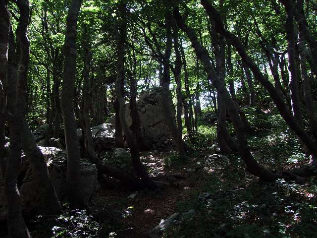 Foto: Datzi / Wandertour / Tour auf den Balinovac im Nationalpark Sjenerni / Nach dem Abstieg führt der Weg durch den Wald zum Rundweg vom Botanischen Garten / 22.07.2011 18:34:03