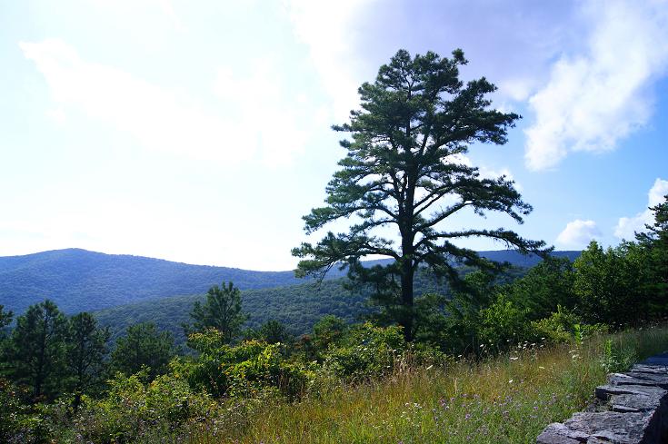 Foto: Andreas Koller / Wandertour / Shenandoah National Park (1235m) / 09.08.2011 22:30:30