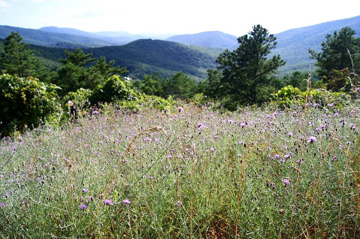 Foto: Andreas Koller / Wandertour / Shenandoah National Park (1235m) / 09.08.2011 22:30:24