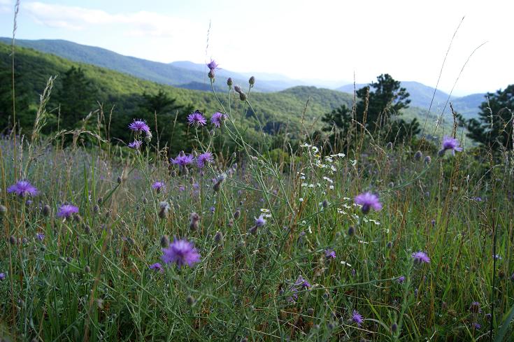 Foto: Andreas Koller / Wandertour / Shenandoah National Park (1235m) / 09.08.2011 22:30:18