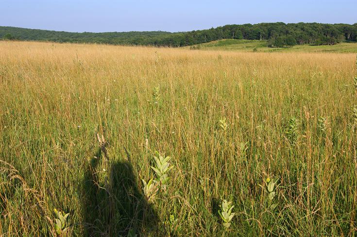 Foto: Andreas Koller / Wandertour / Shenandoah National Park (1235m) / The Meadow / 09.08.2011 22:29:34