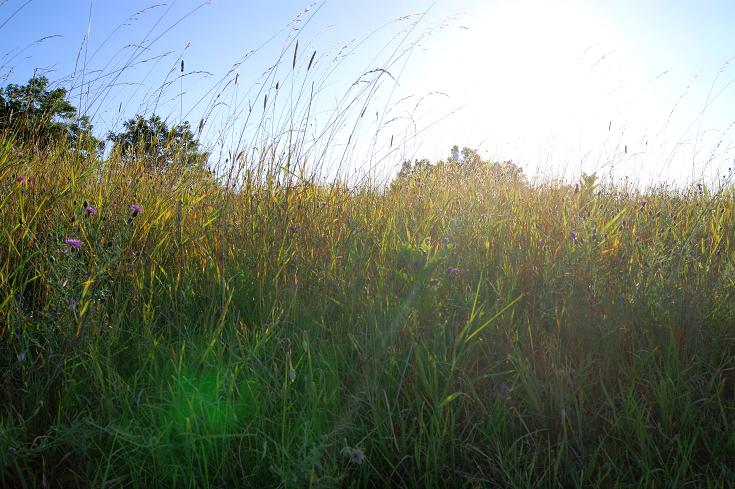 Foto: Andreas Koller / Wandertour / Shenandoah National Park (1235m) / 09.08.2011 22:29:16