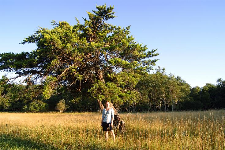 Foto: Andreas Koller / Wandertour / Shenandoah National Park (1235m) / 09.08.2011 22:28:53