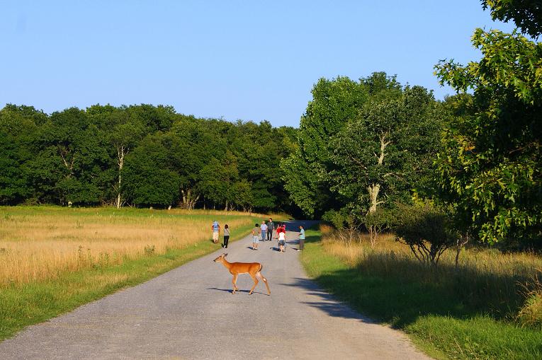 Foto: Andreas Koller / Wandertour / Shenandoah National Park (1235m) / 09.08.2011 22:28:38