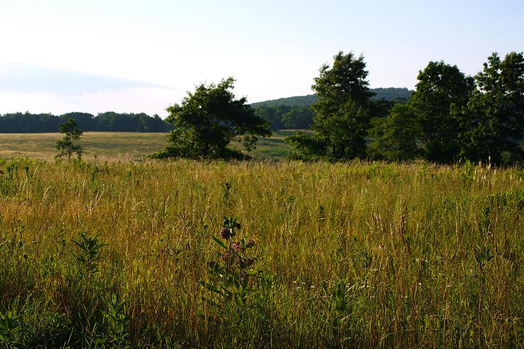 Foto: Andreas Koller / Wandertour / Shenandoah National Park (1235m) / 09.08.2011 22:28:30