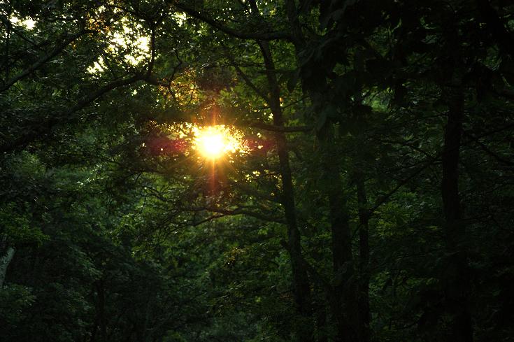 Foto: Andreas Koller / Wandertour / Shenandoah National Park (1235m) / 09.08.2011 22:28:01