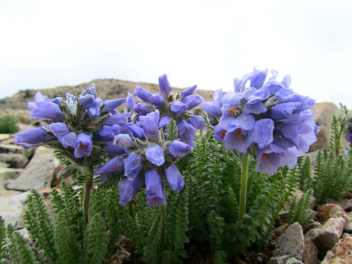 Foto: Andreas Koller / Wandertour / Mount Sherman (4278m) / 27.08.2011 18:21:42