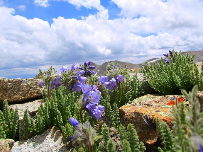 Foto: Andreas Koller / Wandertour / Dyer Mountain (4223m) / 27.08.2011 23:07:52
