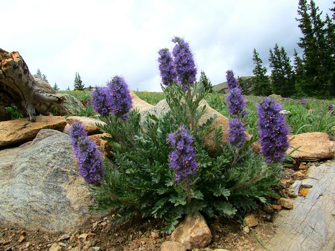 Foto: Andreas Koller / Wandertour / Mount Elbert (4399m) / 28.08.2011 00:19:22