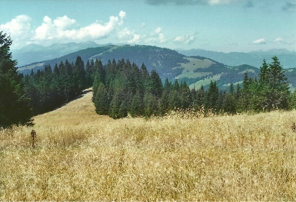 Foto: Wolfgang Dröthandl / Wandertour / Steinplanüberschreitung vom Gaberl nach Knittelfeld / Von dieser Lichtung überblickt man nach ca. 3/4h den ganzen Weiterweg: Steinplan in Bildmitte, der Anstieg führt über den Rücken von rechts / 06.10.2011 13:54:02
